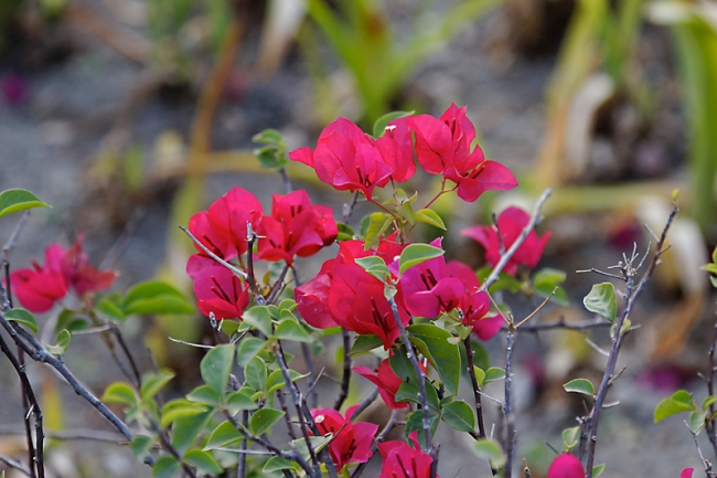 Fleurs FEV11-001